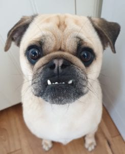One of the dogs